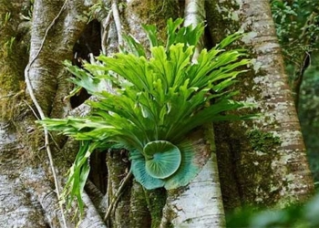 cay o rong 650