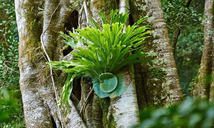 Staghorn Fern