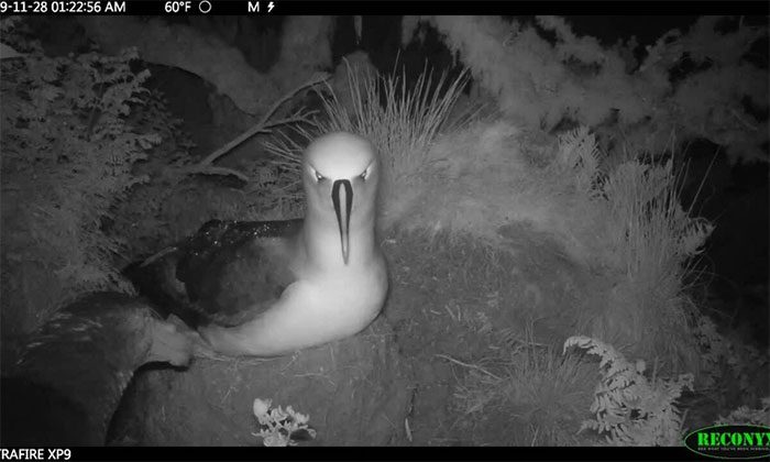 Southern giant petrels are skilled scavengers but also adept predators.