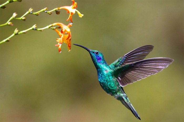 Hummingbirds can detect sweetness in 1/4 of a second.