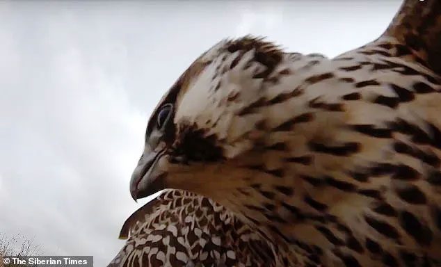 The eagle used its talons to attack the drone.