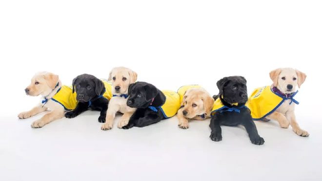 Puppies understand the gestures humans make towards them.