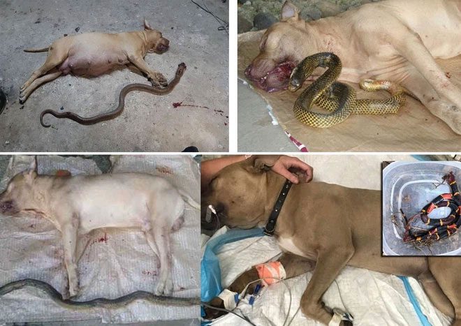 Pitbull killed by venomous snake.