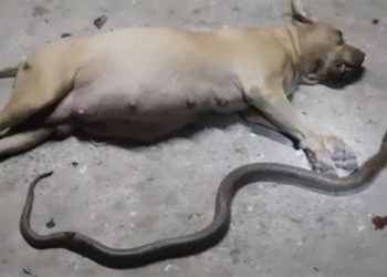 cho pitbull 650