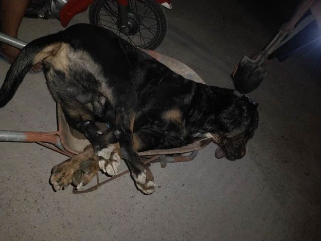 Pitbull in Nghe An killed by king cobra.