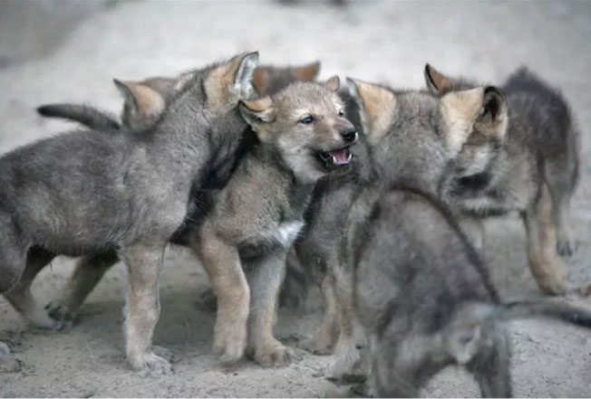 Wolf puppies from the Minnesota Wildlife Science Center