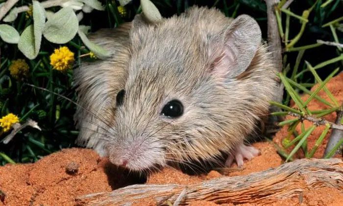 Gould's mouse