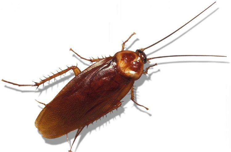 When cockroaches grow old and die, their center of gravity pulls their back down to the floor, causing them to flip over.