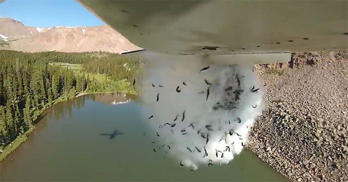 Just one flight can carry hundreds of liters of water and about 35,000 fish.