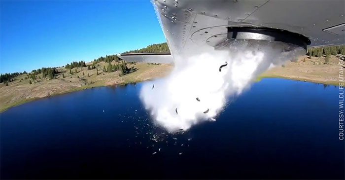 Countless small fish under one year old fell into the lake from a chute as a plane flew over the lake