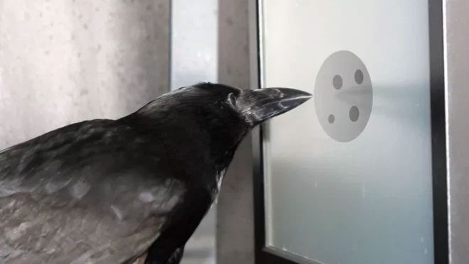 Crows conducting the experiment.