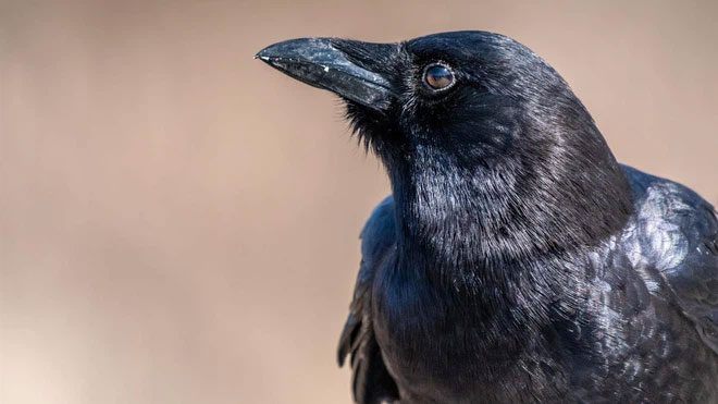 Crows, bees, and rhesus macaques understand that quantities can also have a value of zero.