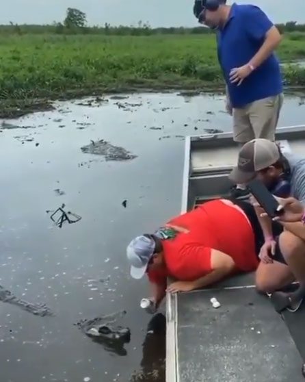 A man leans over, trying to attract the attention of a wild alligator.