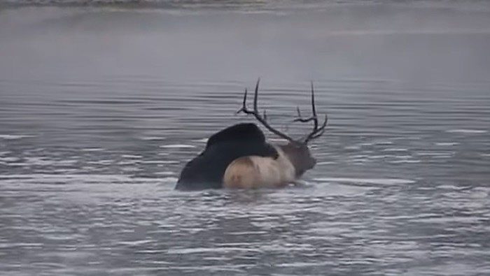 The bear takes a few minutes to subdue and drown the moose in the water.