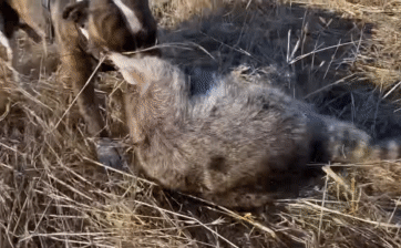 The raccoon used its paws to grip the opponent's head tightly