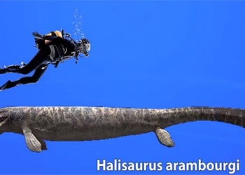 halisaurus arambourgi 650