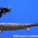 halisaurus arambourgi 650