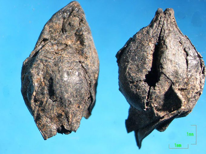 Many grape seeds and pomace were found in a house at Dikili Tash.