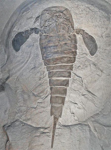 Fossil of a "monster" scorpion found earlier