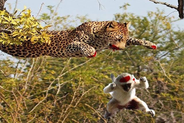 The monkey jumped back and forth on two branches, making it impossible for the leopard to catch it.