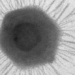 mimivirus 650