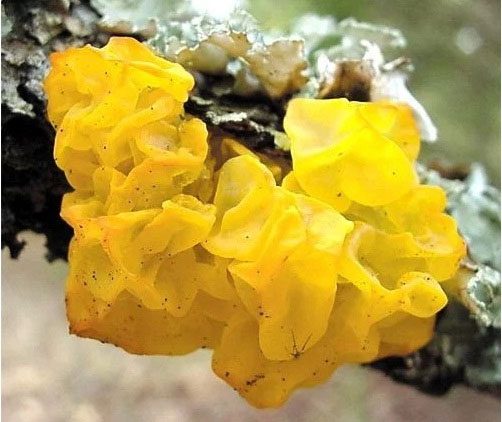 Witches' Butter