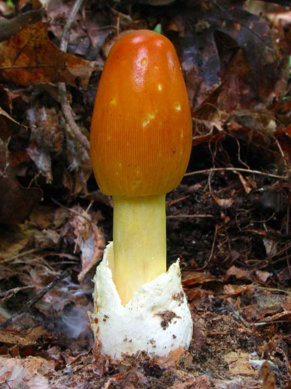 Caesar Mushroom