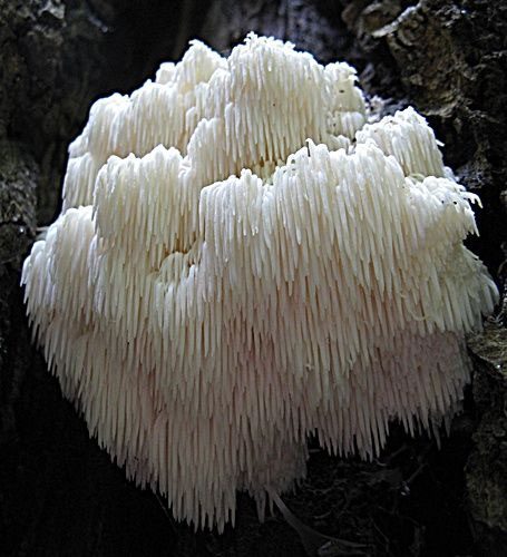 Bear's Tooth Mushroom