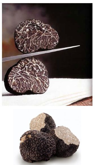 Black Truffle