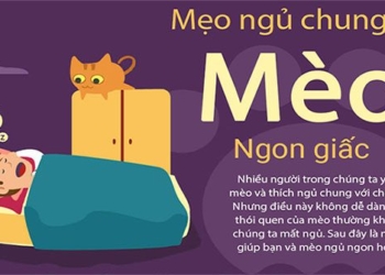 ngu voi meo 650