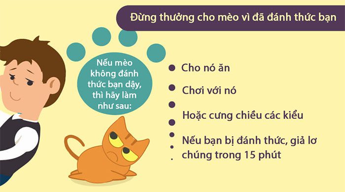 ngu voi meo 7