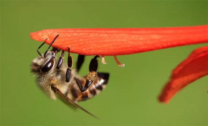 A South African honeybee has cloned itself millions of times.