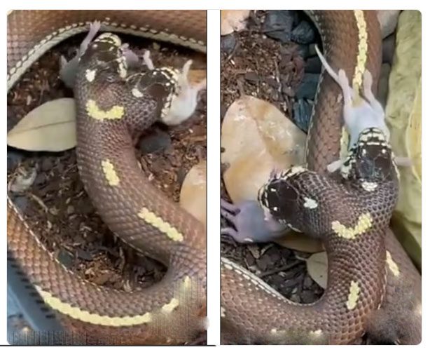 The two-headed snake is grasping both mice.