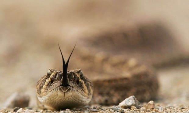 Rattlesnakes are appearing across California