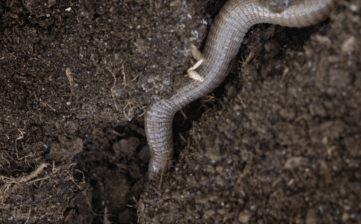 False Smooth Snake