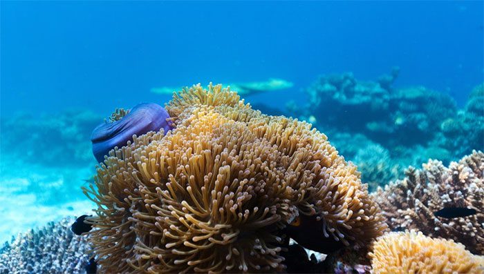 Corals typically live in symbiosis with algae