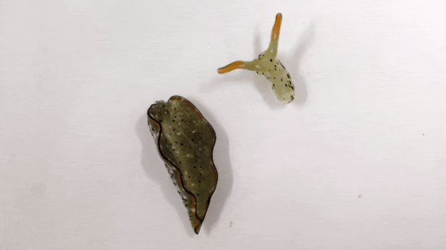 The head of the sea slug can still move normally.