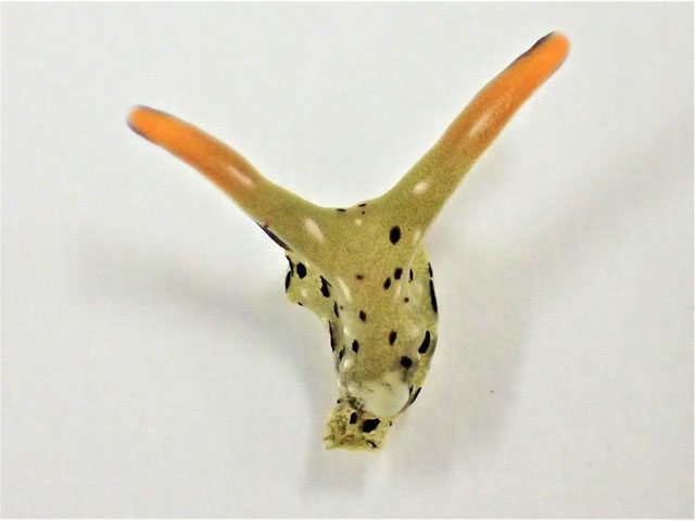Image of the sea slug's head detaching and regenerating a new body.
