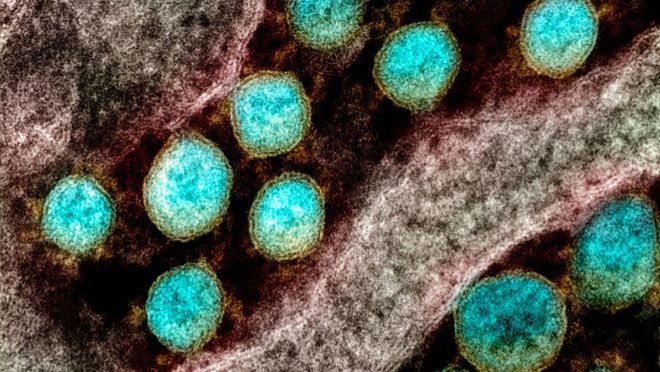 The newly discovered super antibodies can inactivate up to 23 variants of nCoV.