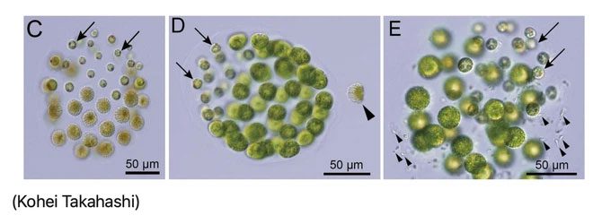 Male colony (left). Male colony with a bundle of chromosomes (middle).