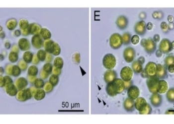 tao Pleodorina starii 650