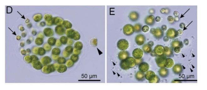 The reproduction of algae also has many diverse variations.