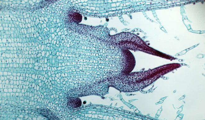 How do cells know they are big enough?