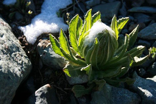 This flower is known as the King of Herbs