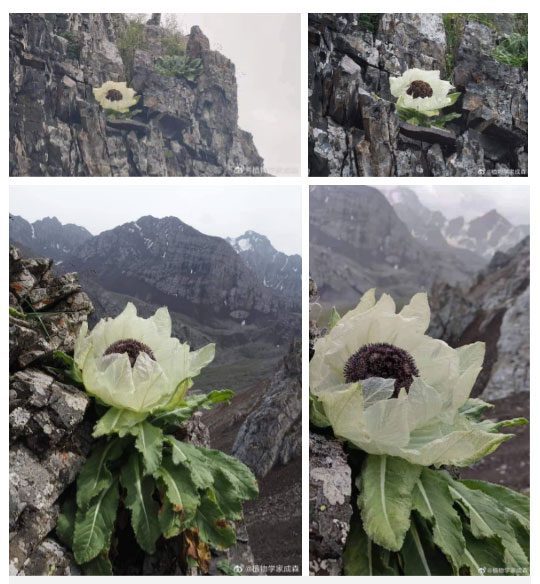 Snow lotus is in a state of extreme danger.