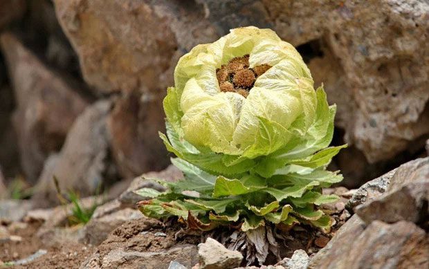 Snow lotus growing on the peak of Tianshan Mountain.