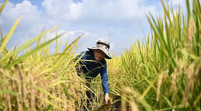  "Space rice" produces grains up to 1 cm long, with each plant yielding 40 grams of rice. 