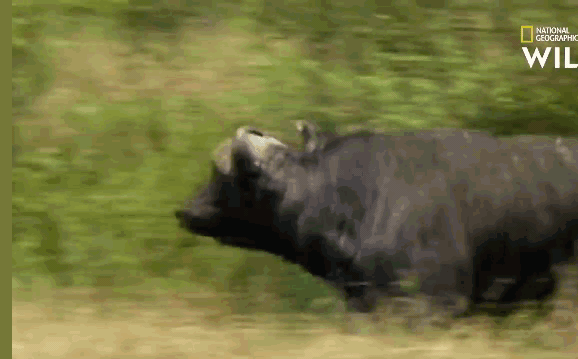 The prey retaliated fiercely, forcing the pride of lions to flee.