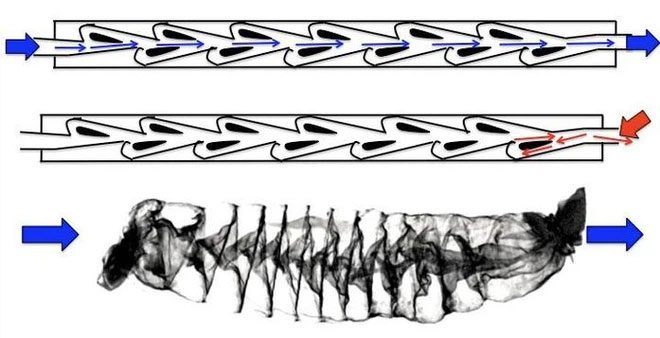 Above is a Tesla valve, below is a shark's intestines.