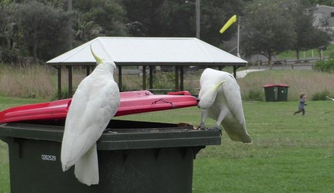 The Sulphur-crested Cockatoo teaches each other how to open trash bins for food.
